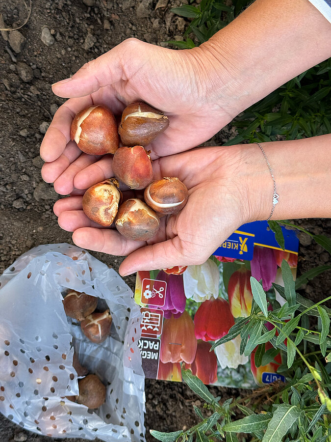 Blumenzwiebeln für den naturnahen Garten werden vor dem Pflanzen ausgewählt und vorbereitet.