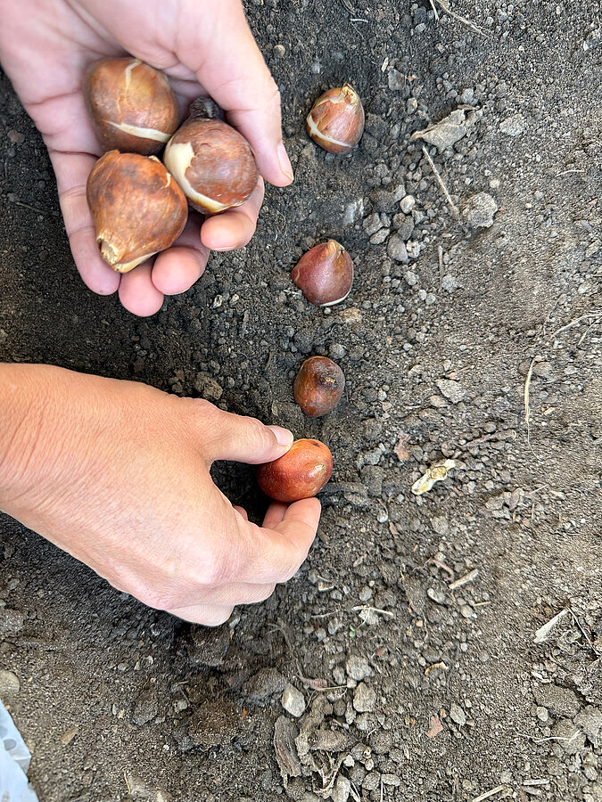 Blumenzwiebeln werden im naturnahen Garten einzeln in die vorbereitete Erde gesetzt.