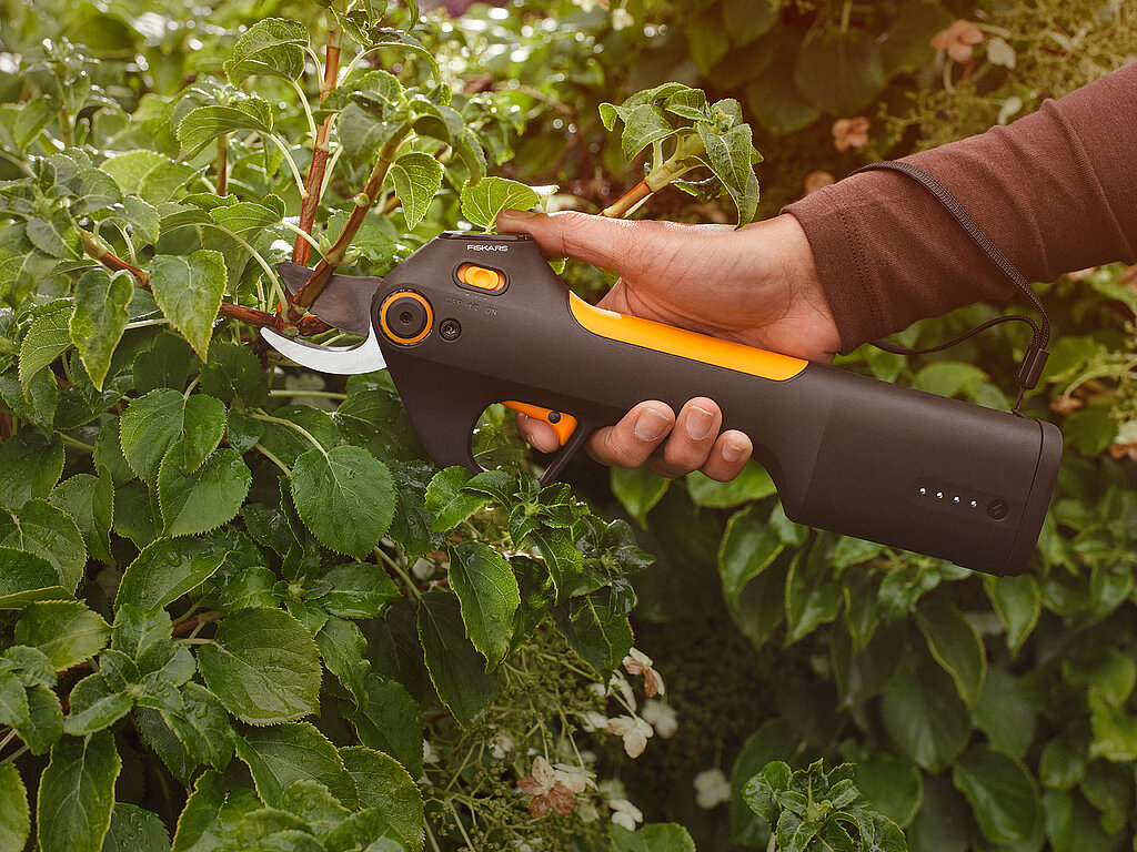 Hände beim Gehölzschnitt eines Strauchs mit einer Akku-Gartenschere