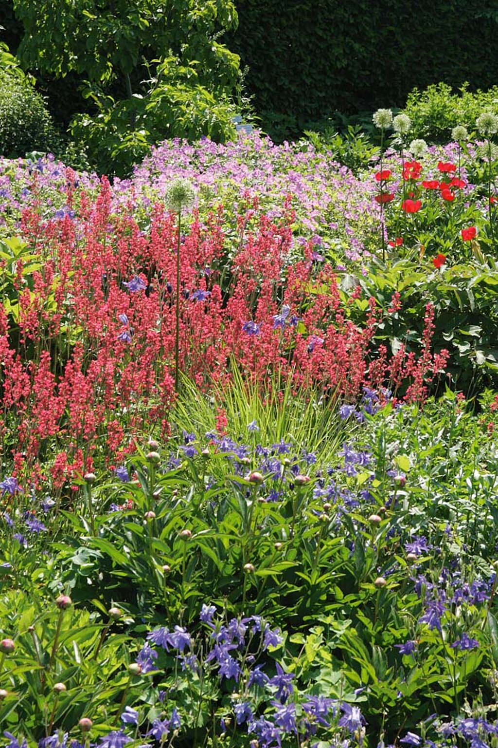 Blühende Stauden sorgen im naturnahen Garten für Farbe und bieten Insekten wertvolle Nahrung.
