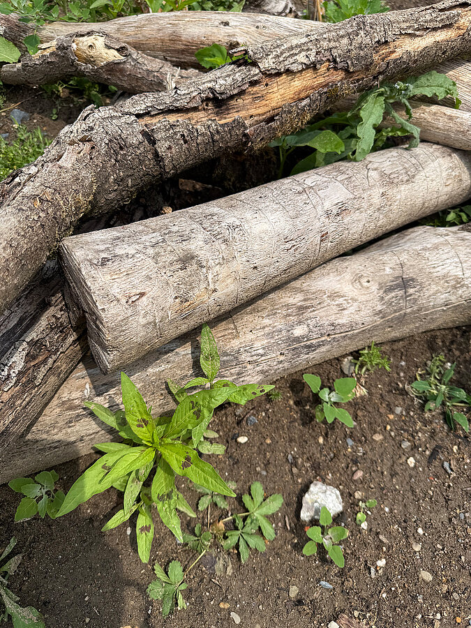 Gestapelte Holzstücke schaffen im naturnahen Garten wertvolle Verstecke für Insekten und andere Kleintiere.