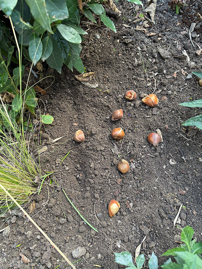 Frisch gesetzte Blumenzwiebeln bringen im naturnahen Garten im Frühjahr neue Blüten hervor.
