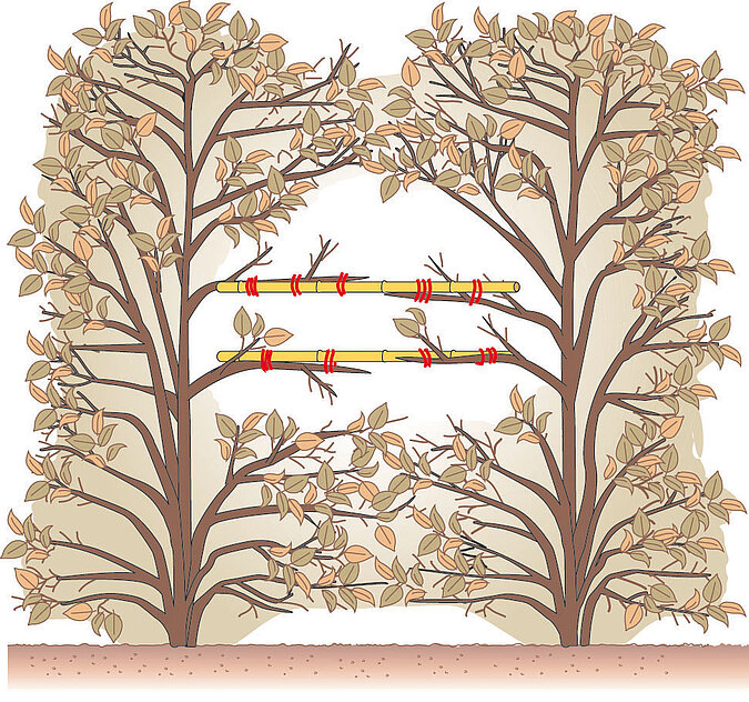 Illustration zum Gehölzschnitt einer Hecke mit Durchgang und markierten Schnittstellen an den Ästen.