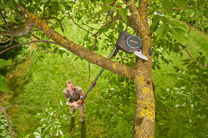 Gehölzschnitt an einem Baum mit einer Astsäge für stärkere Äste.