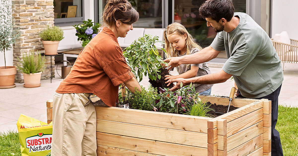 500 Stück Zuckerrohr-Samen, Winterhart, Exotisch, Für Hochbeet Und Garten, Robust Und Vielseitig