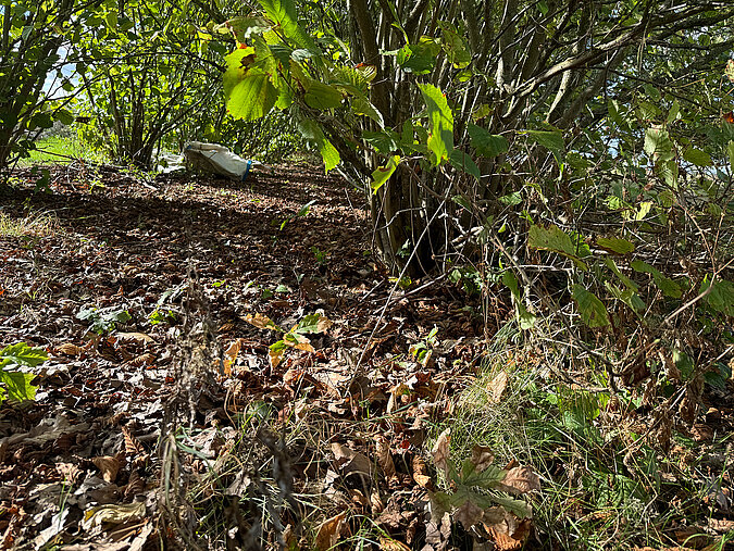 Laubhaufen in einer Gartenecke bietet Tieren im naturnahen Garten einen geschützten Rückzugsort.