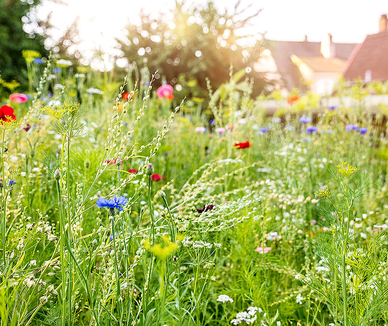Insektenfreundliche Blumenwiese anlegen