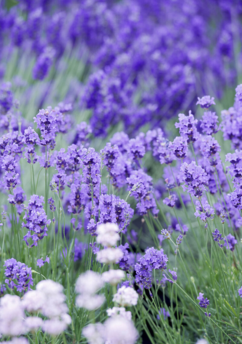 Mit Lavendel richtig umgehen