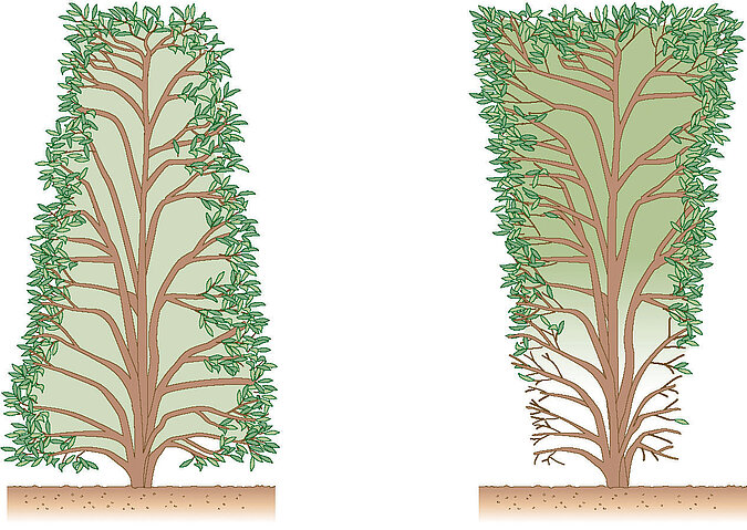 Illustration zum Gehölzschnitt mit zwei unterschiedlichen Schnittformen einer Hecke.