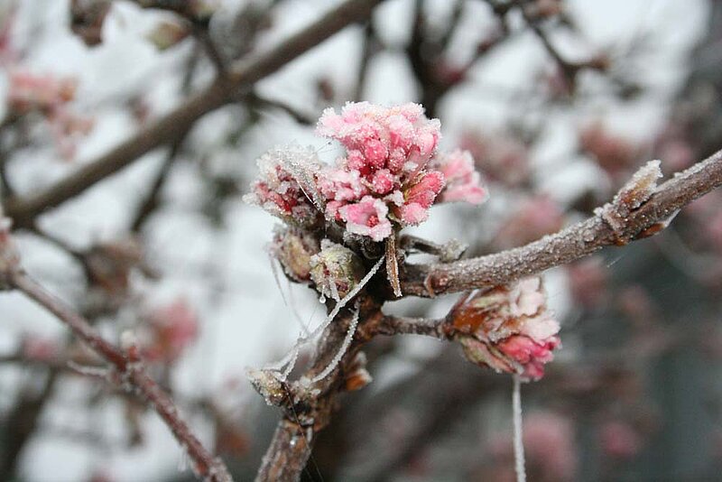 Garten im Winter Winter-Schneeball