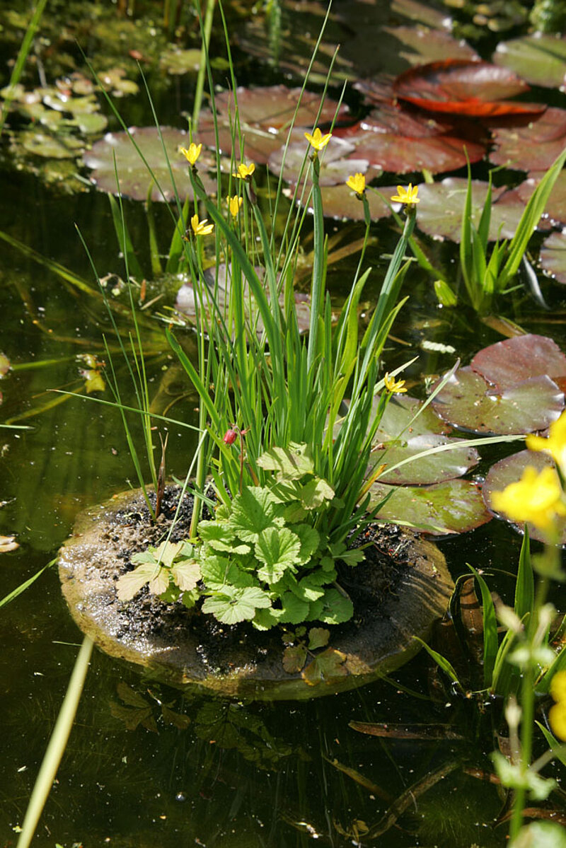 Pflanzeninseln im Gartenteich anlegen