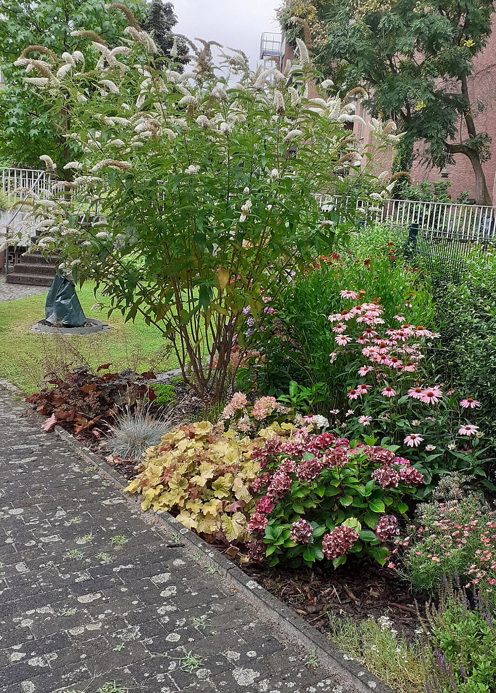 Großer, dicht gewachsener Flieder im Garten als Beispiel für den Gehölzschnitt.