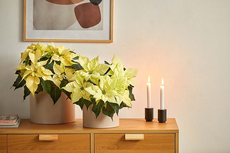 Weihnachtsstern Pflege