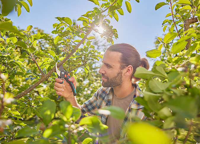 Mann beim Gehölzschnitt eines Baums mit einer Gartenschere.